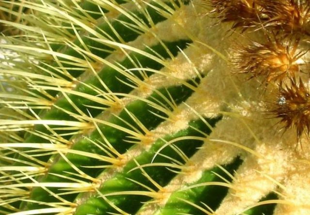 Echinocactus grussonii_10